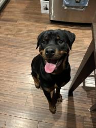 Found/Stray Male Dog last seen Shelby Street near Jacob, Louisville, KY 40217