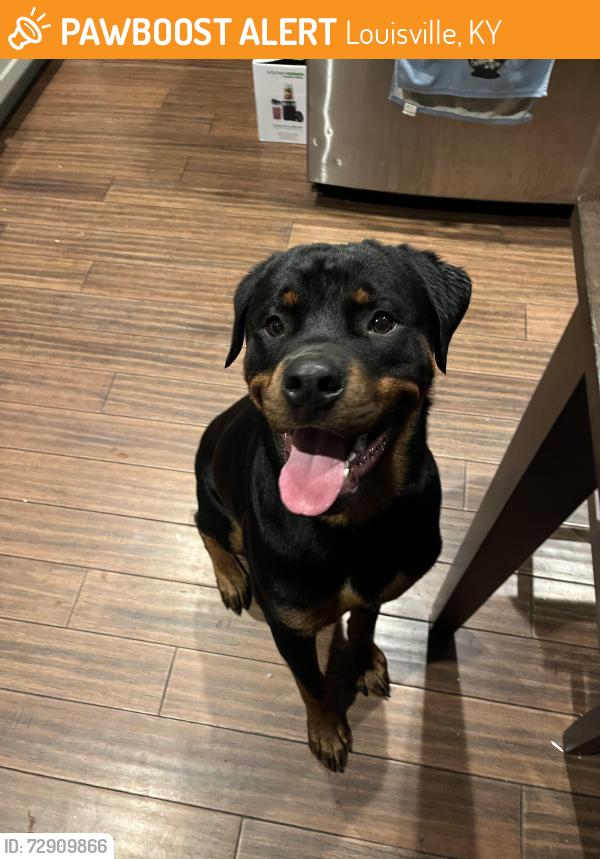 Found/Stray Male Dog last seen Shelby Street near Jacob, Louisville, KY 40217