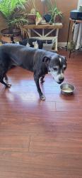 Found/Stray Female Dog last seen Swan and Broadway area, Tucson, AZ 85711