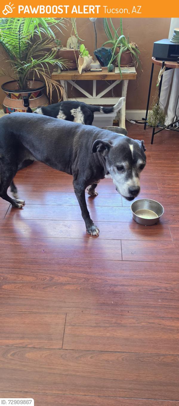 Found/Stray Female Dog last seen Swan and Broadway area, Tucson, AZ 85711