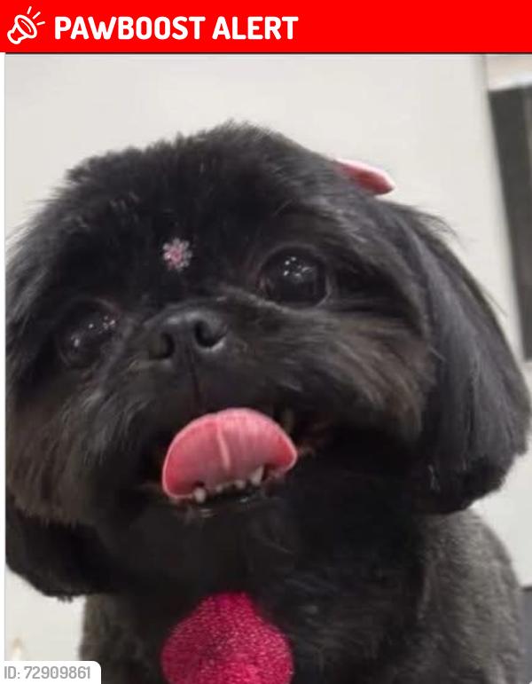 Lost Female Dog last seen Rua Vicente Rodrigues 616, Jardim Bom Retiro (Nova Veneza), SP 13181-654