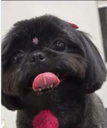 Lost Female Dog last seen Rua Vicente Rodrigues 616, Jardim Bom Retiro (Nova Veneza), SP 13181-654