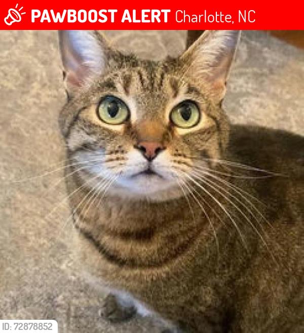 Lost Female Cat last seen Willowhurst Condomimiums on Park Road Extension down from CMC Pineville, Charlotte, NC 28210
