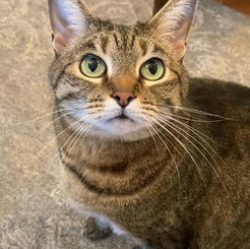 Lost Female Cat last seen Willowhurst Condomimiums on Park Road Extension down from CMC Pineville , Charlotte, NC 28210