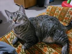 Reunited Female Cat last seen Hayden and Chaparral, Scottsdale, AZ 85251