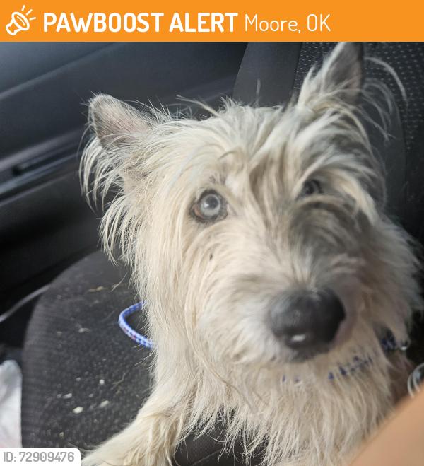 Found/Stray Female Dog last seen Sooner rd, Moore, OK 73165