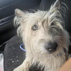 Found/Stray Female Dog last seen Sooner rd, Moore, OK 73165