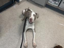 Shelter Stray Male Dog last seen Soundview Park, BRONX, NY, 10473, New York, NY 10029