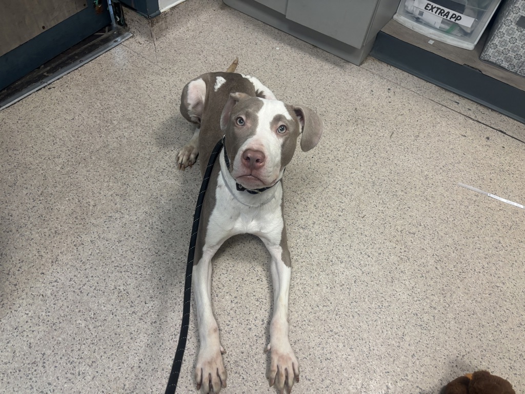 Shelter Stray Male Dog last seen Soundview Park, BRONX, NY, 10473, New York, NY 10029