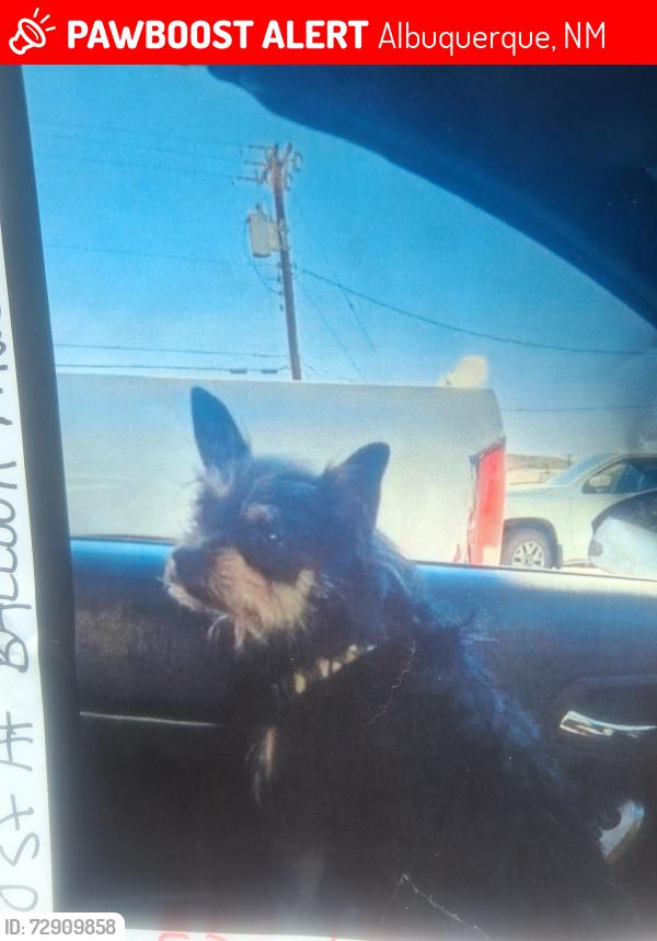 Lost Male Dog last seen Ballon muesum, Albuquerque, NM 87113