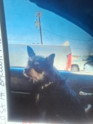Lost Male Dog last seen Ballon muesum, Albuquerque, NM 87113