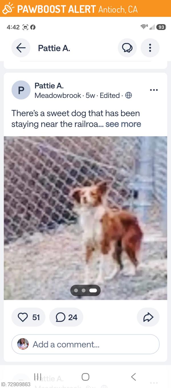 Found/Stray Unknown Dog last seen Hillcrest and sunset, Antioch, CA 94531