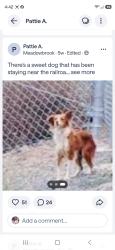 Found/Stray Unknown Dog last seen Hillcrest and sunset, Antioch, CA 94531