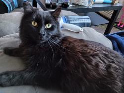 Lost Male Cat last seen Burnsville Parkway and Gateway Blvd, Burnsville, MN 55337