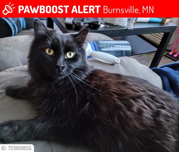 Lost Male Cat last seen Burnsville Parkway and Gateway Blvd, Burnsville, MN 55337