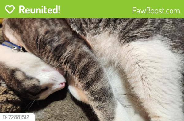 Reunited Male Cat last seen Littlefield, San Diego, CA 92110