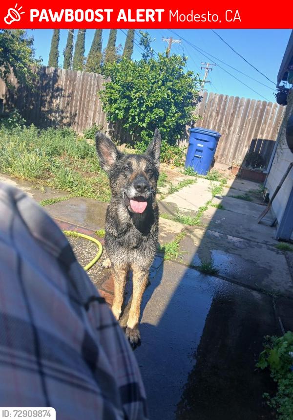 Lost Male Dog last seen Hwy 99 and pelandale , Modesto, CA 95356