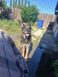 Lost Male Dog last seen Hwy 99 and pelandale , Modesto, CA 95356