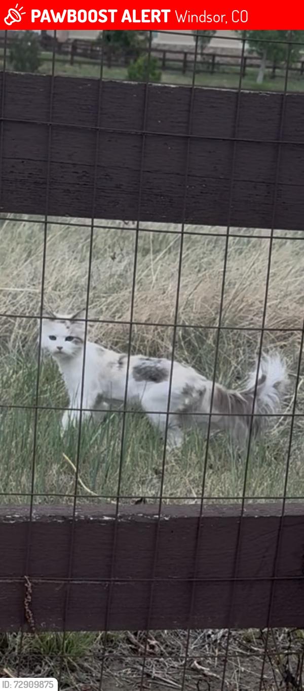 Lost Female Cat last seen 7th st and crossroads, Windsor, CO 80550