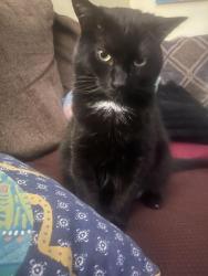 Reunited Male Cat last seen Snelling and Hague avenue, behind play it again sports shop, Saint Paul, MN 55104