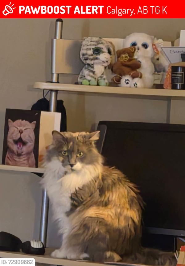 Lost Female Cat last seen Near crowfoot, Calgary, AB T3G 4K3
