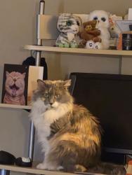 Lost Female Cat last seen Near crowfoot, Calgary, AB T3G 4K3