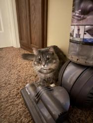Lost Female Cat last seen battle ground library , Battle Ground, WA 98604