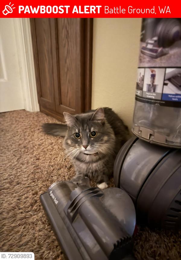 Lost Female Cat last seen battle ground library , Battle Ground, WA 98604