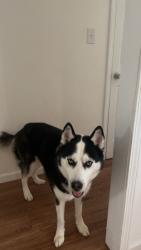 Lost Male Dog last seen Meadow rd , Lumberton, NC 28358