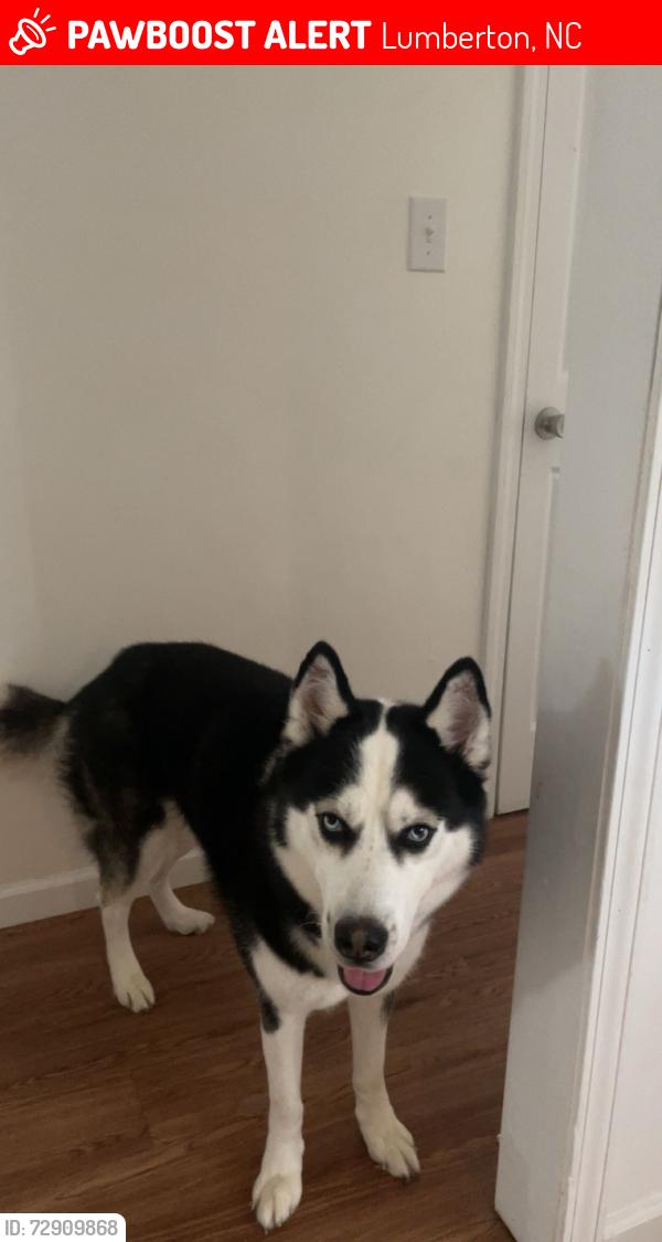 Lost Male Dog last seen Meadow rd , Lumberton, NC 28358