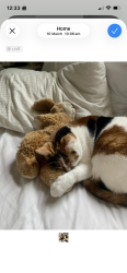 Reunited Female Cat last seen Via valdes , Palos Verdes Estates, CA 90274