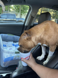 Reunited Male Dog last seen Cranford, Winston-Salem, NC 27107