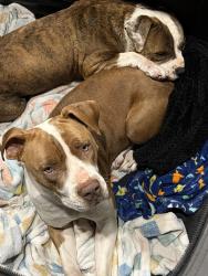 Lost Female Dog last seen Mockingbird lane and fairgrounds, Midland, TX 79708