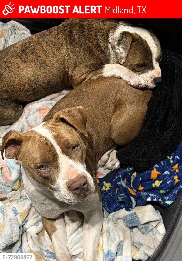 Lost Female Dog last seen Mockingbird lane and fairgrounds, Midland, TX 79708