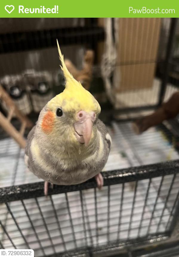 Reunited Male Bird last seen Near S Flower St, Santa Ana, CA 92703, USA, Santa Ana, CA 92703