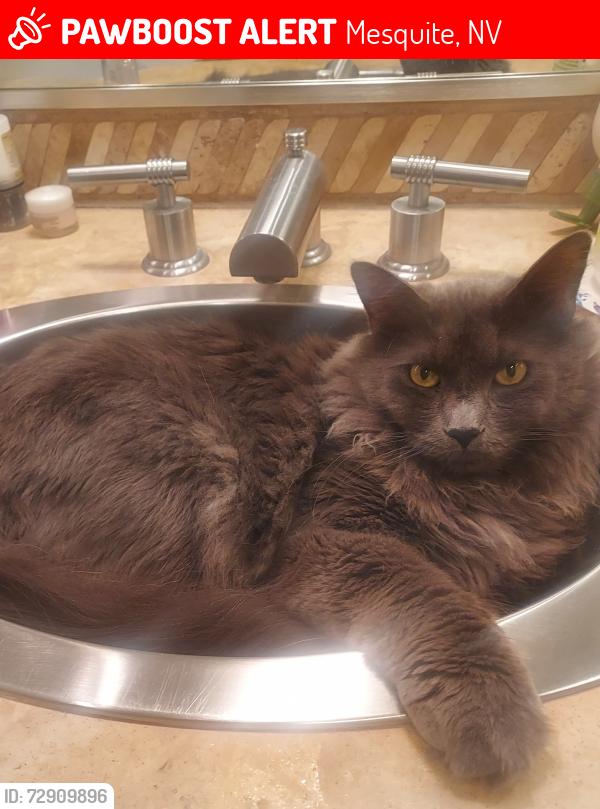 Lost Male Cat last seen Falcon Crest and Horizon , Mesquite, NV 89027