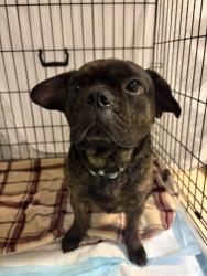 Reunited Male Dog last seen Filifera Way and Falcon View Dr , Antelope, CA 95843