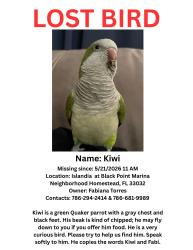 Lost Unknown Bird last seen Islandia at Black Point Marina Neighborhood , Homestead, FL 33032