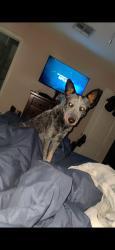 Reunited Male Dog last seen Zaragoza & Pellicano , El Paso, TX 79936