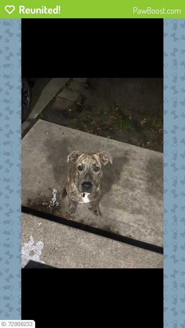 Reunited Male Dog last seen Near Merle st, Pasadena, TX 77502