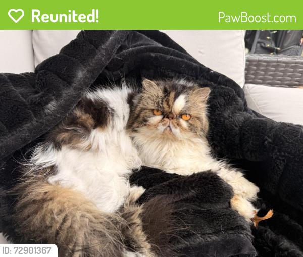 Reunited Female Cat last seen Bodeker and Stefani Drive, Dallas, TX 75225