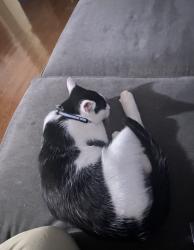 Reunited Male Cat last seen outside of our home , Herndon, VA 20170