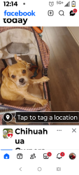Lost Female Dog last seen Painter, Whittier, CA 90602