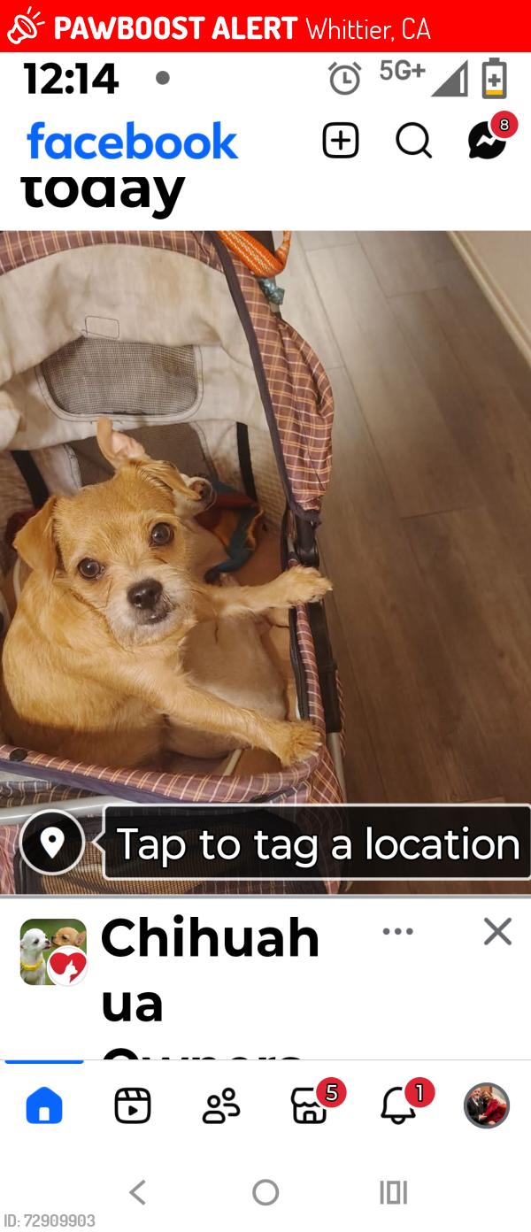 Lost Female Dog last seen Painter, Whittier, CA 90602