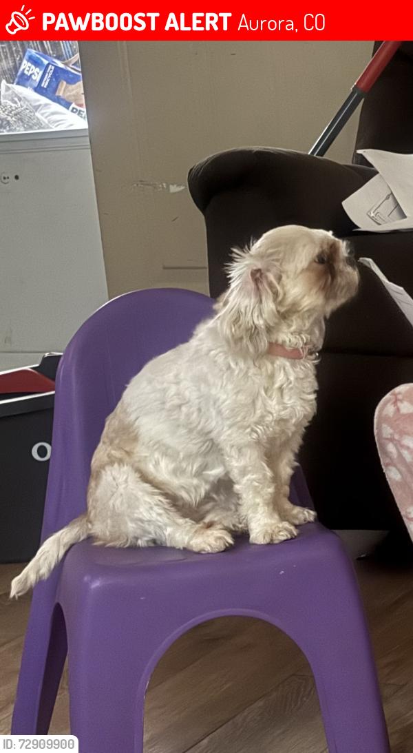 Lost Female Dog last seen N Powhaton rd in e Colfax ave, Aurora, CO 80018