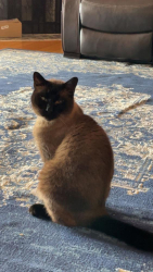 Lost Male Cat last seen Monterey street, guido street, Juaqin Miller , Oakland, CA 94602