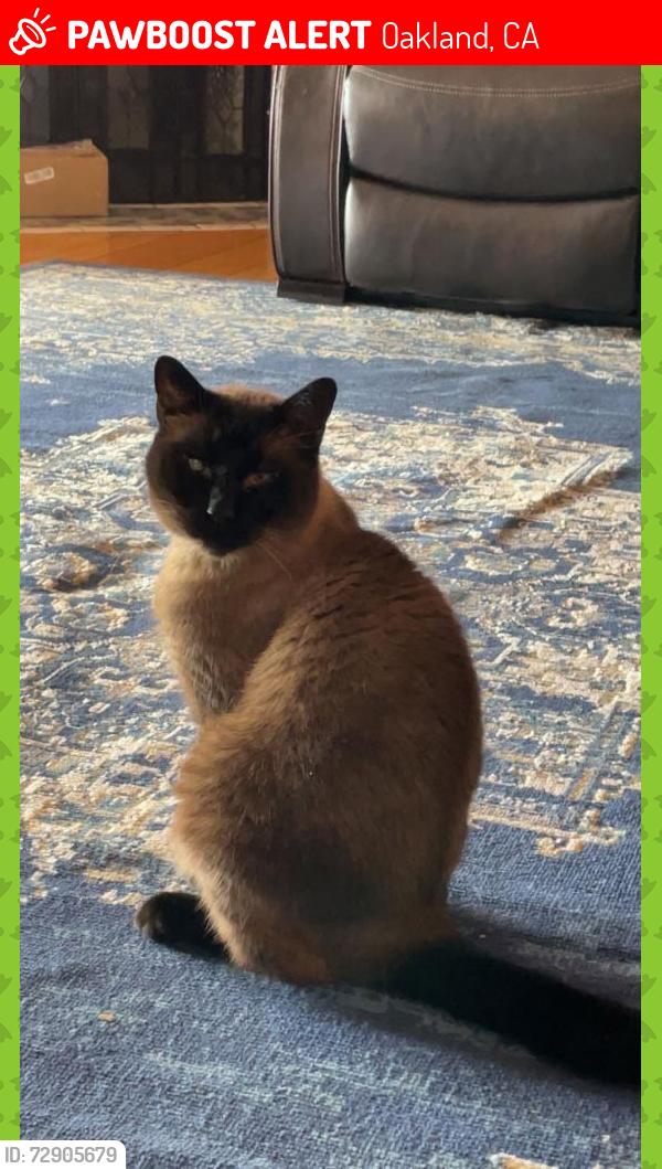Lost Male Cat last seen Monterey street, guido street, Juaqin Miller , Oakland, CA 94602