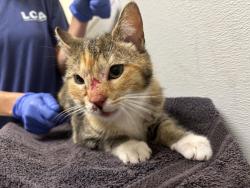 Found/Stray Female Cat last seen Catoctin Elementary, Leesburg, VA 20175