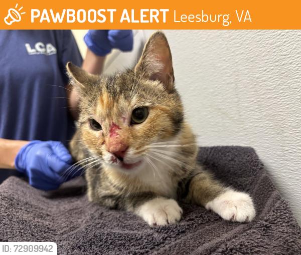 Found/Stray Female Cat last seen Catoctin Elementary, Leesburg, VA 20175
