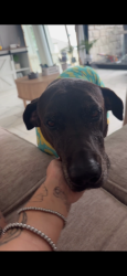 Found/Stray Male Dog last seen Country road 207, Williamson County, TX 78642